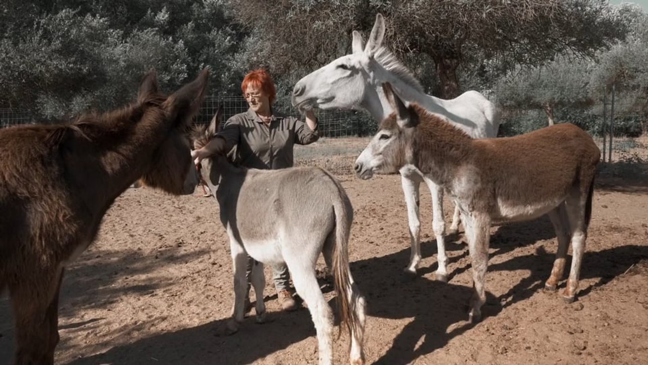 Doctor Burro