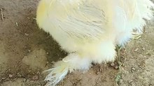 Name of china palas