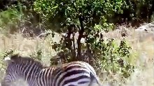 Dramatic Wildlife Encounter Lioness Hunts and Takes Down Zebra on Safari