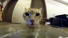 #funny_pets_animals_funny