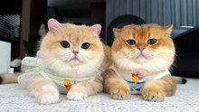 #funny_pets_animals_funny