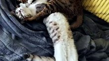 #funny_pets_animals_funny