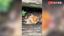 幸福就在腳下！台中大坑步道奇觀 母雞打造五星級「月子中心」