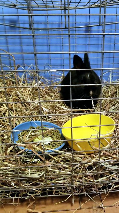 Royalty accommodations were thankfully judged to be sufficient. | #SparklegleamFarm #Bunny #homestead #rabbit #farmanimals #cute