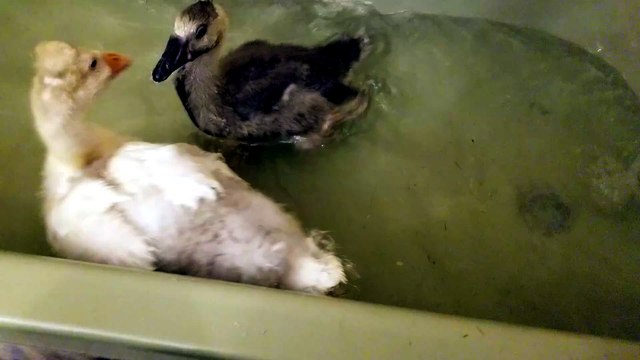Baby Tooey instigating bath time chaos. | #SparklegleamFarm #Lemongrab #Tooey #farm #geese #farmanimals #UNACCEPTABLE #cute