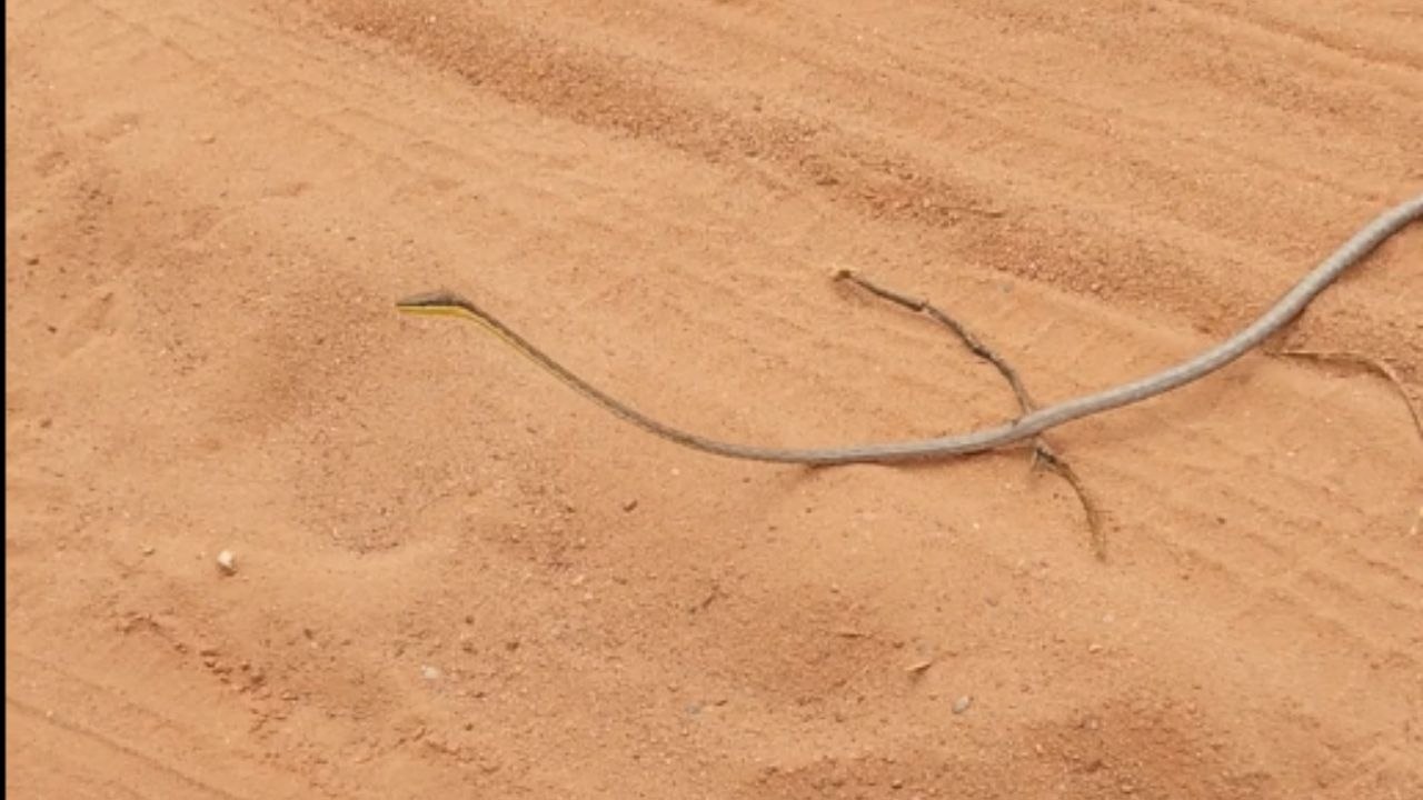Rare snake resembles a stick lying in the mud
