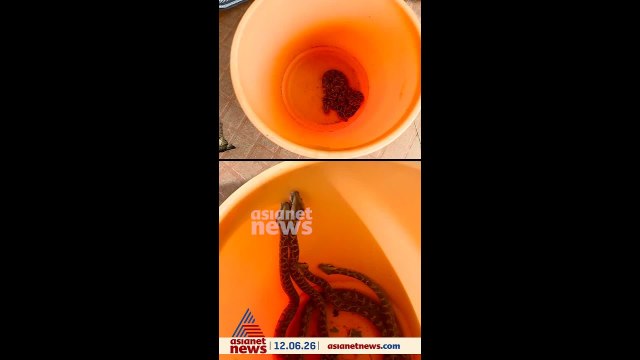 തൃശ്ശൂര്‍ പൂങ്കുന്നത്തെ വീട്ടിൽ വീണ്ടും മലമ്പാമ്പ്; മൂന്ന് ദിവസത്തിനിടെ പിടികൂടിയത് 20 പാമ്പുകളെ..