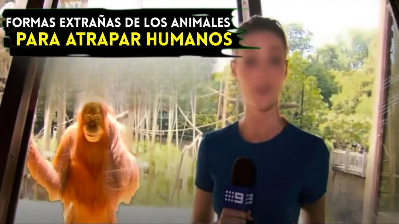 Las formas más extrañas y aterradoras en que los animales cazan a los humanos