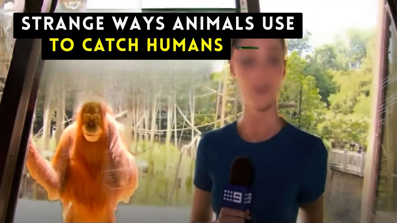 The Most Bizarre and Terrifying Ways Animals Can Hunt Humans