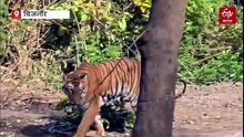 UP के टाइगर रिजर्व का समय 15 दिन बढ़ा; खुशनुमा मौसम में अमानगढ़ पहुंचे रहे पर्यटक
