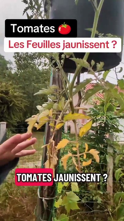 Tomates : Les Feuilles jaunissent ? #tomate #jardinage #potager #mildiou #permaculture