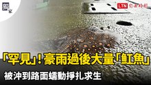 獨家圖輯》「罕見」！豪雨過後大量「魟魚」 被沖到路面蠕動掙扎求生