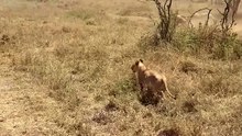 Dramatic Wildlife Encounter Lion Pride Hunts and Takes Down Zebra on African Safari