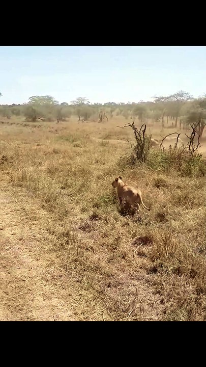 Dramatic Wildlife Encounter Lion Pride Hunts an...