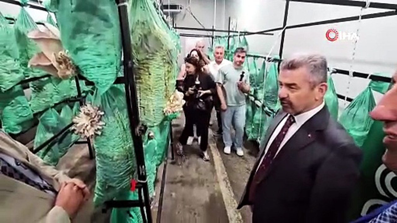 Altın değerinde hasat! Karanlık tünelde yetişen ürün dikkat çekti
