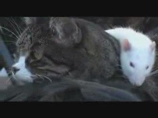 Chien chat rat amis..