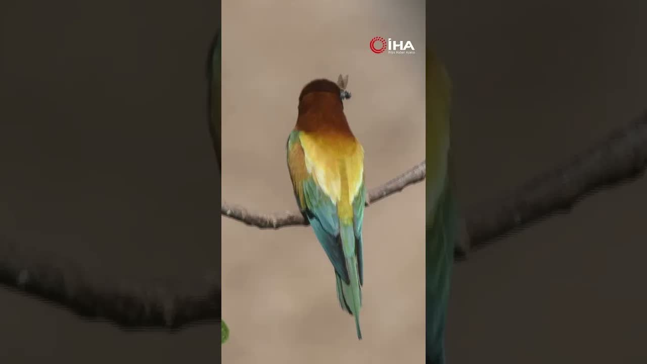 Kelebeklere Havada Geçit Yok! İşte Arı Kuşlarının Av Anları!