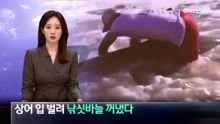거대한 상어 입에서 낚싯바늘 제거 ‘아찔’