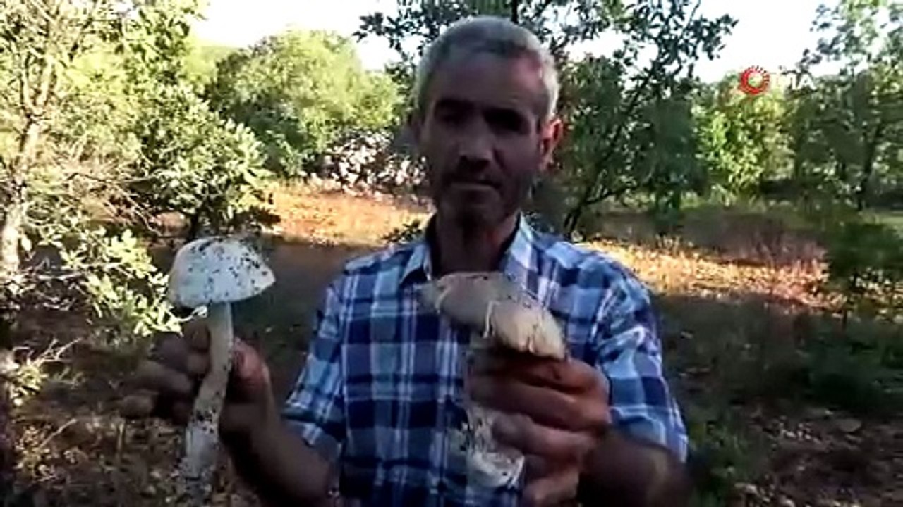 Kilosu 1000 TL! Ormandaki gizli hazine köylüye gelir kapısı oldu