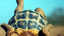Bull Rescues Trapped Tortoise With Horns