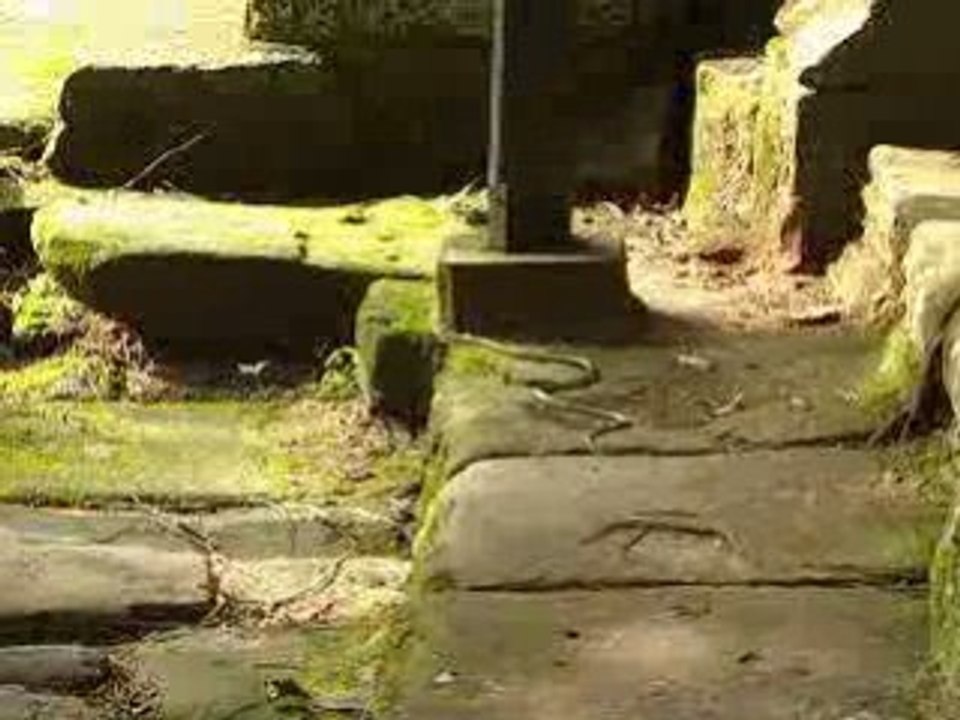 fuite de serpent a Angkor