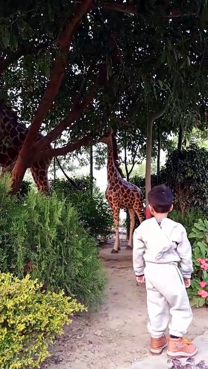 Giraffe #viral #trending #foryou #reels #beauti
