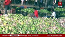 ఉత్పత్తి ఫుల్​ - ఆదాయం నిల్​ - తోతాపురి రైతులను ఆదుకునేది ఎవరు?
