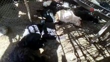 Başıboş köpekler girdikleri ağılda 26 keçiyi telef etti