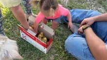 Adorable Duckling Hugs While Toddler Playfully Taps Chick's Head