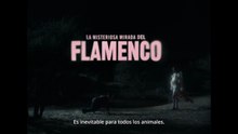 LA MISTERIOSA MIRADA DEL FLAMENCO