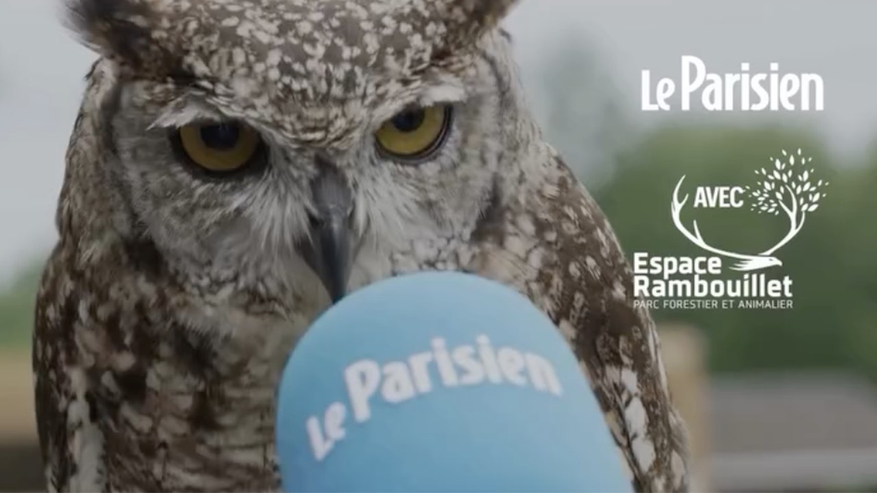Que diraient les animaux s’ils pouvaient parler ?