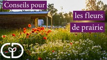 Fleurs sauvages dans la prairie
