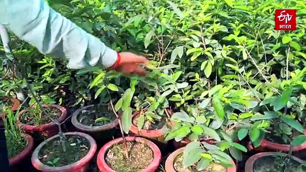 इलाहाबादी सुर्खा के बागों पर खड़े हो गए क्रंकीट के जंगल, अब पहचान पर संकट, क्या बचा पाएगा अपनी मिठास?