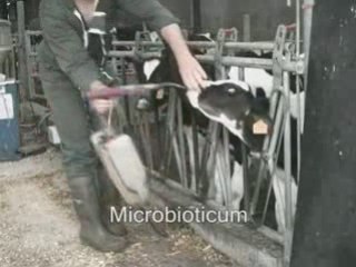 Microbioticum pour veaux