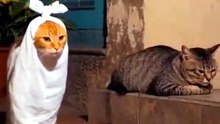 scary cat #funny #cat#cat lovers