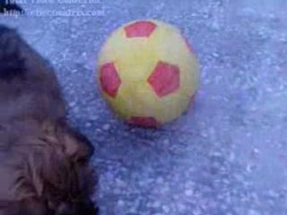 Şirin köpek Kontes Video2