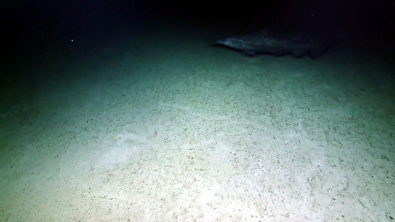 Primera filmación en su hábitat natural de raros tiburones duende. Ocean Exploration Trust, Nautilus Live.