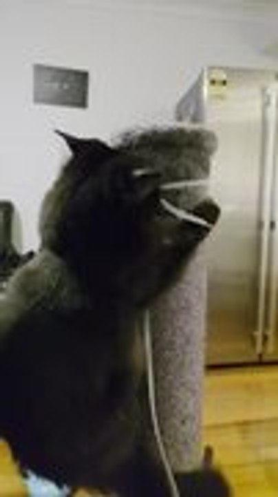 Cat Has Zoomies While Climbing Cat Scratcher