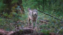 Les loups de retour à Rambouillet ?