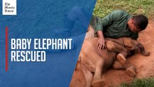 Rescued orphaned elephant highlights Nigeria's conservation fight