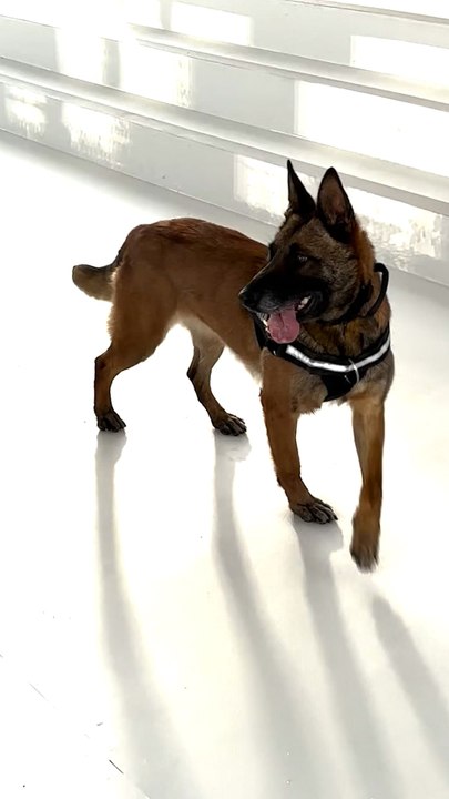Así RASTREAN los perros especialistas el altar del Papa León XIV