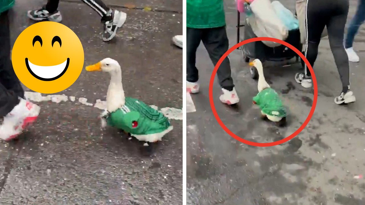 Mundial 2026: Pato con la playera de la Selección Mexicana pasea por la CDMX y se hace viral