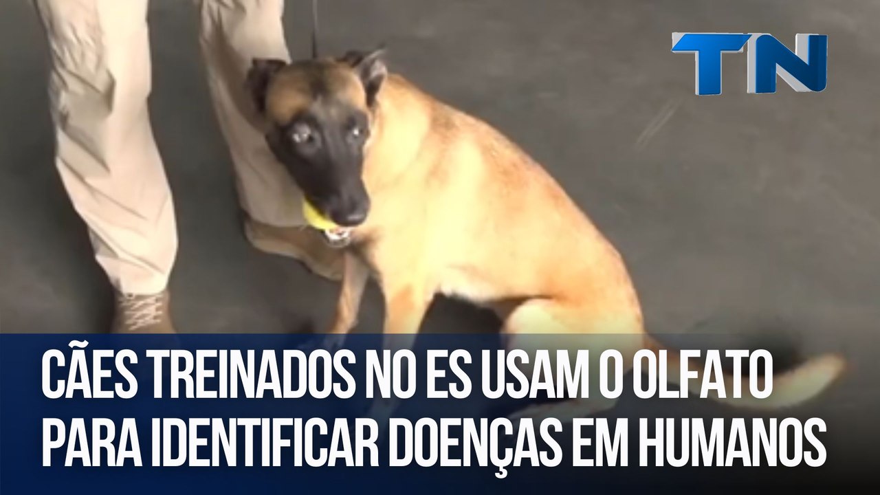 Cães treinados no ES usam o olfato para identificar doenças em humanos