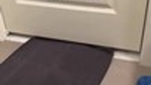 Kittens Try Sneaking Bath Mat Through Door