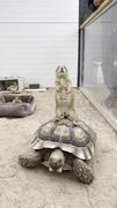 Prairie Dog Tries Riding Tortoise