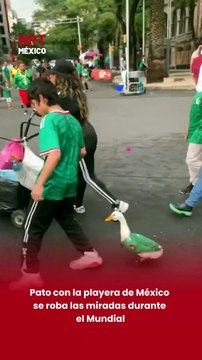 Un pato vestido con la camiseta de México llamó la atención de aficionados y usuarios en redes durante el encuentro entre México y Sudáfrica 🦆⚽.
