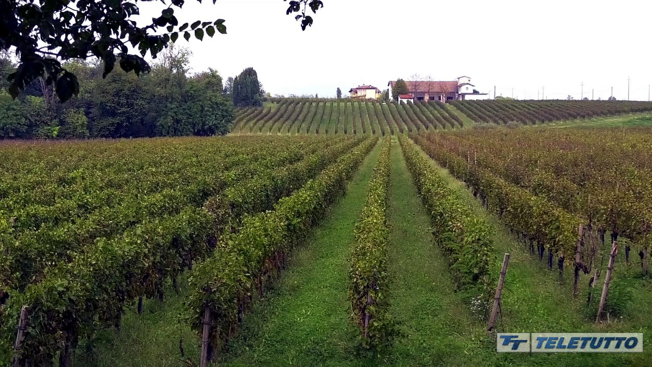 Video News - Un'estate tra vigneti e cantine