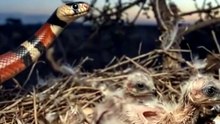 Dangerous Fighting Wild Animals