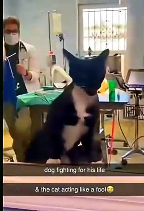Veterinarians Funniest Moments With Cats