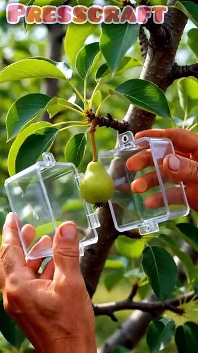 Amazing Pear Transformation Into a Perfect Cube Shape 🍐🧊  #Transformation #Pear #Satisfying